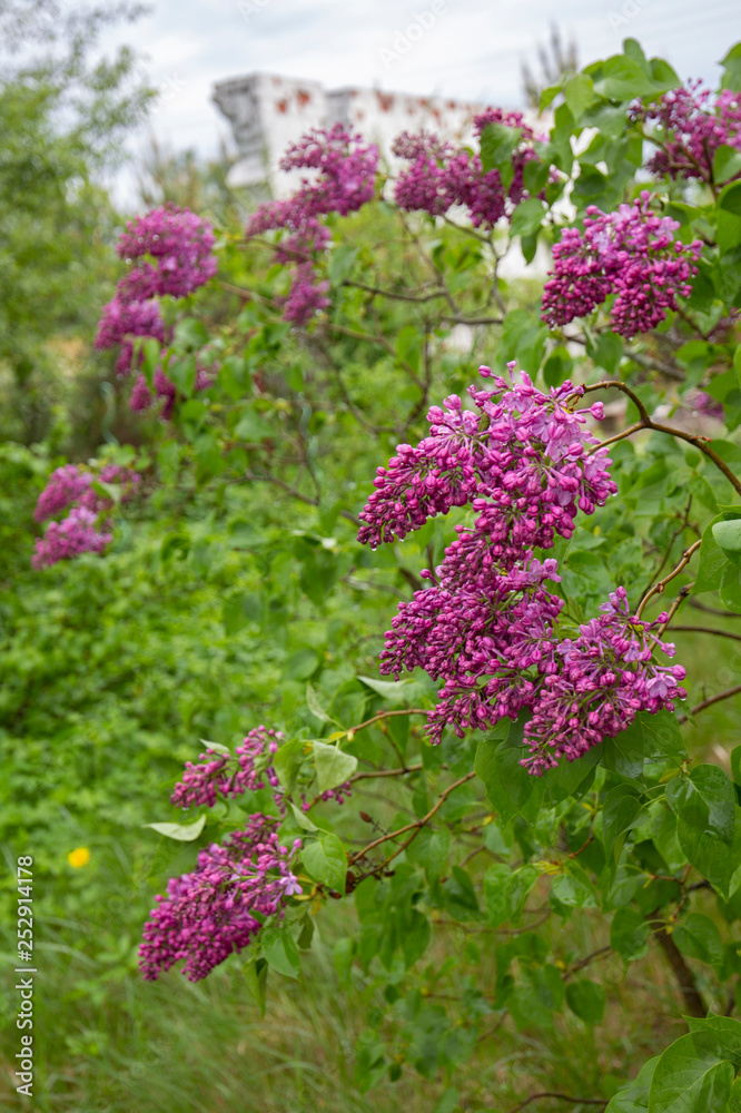 branches of pink lilac on a green background, a uniform spring background, similar to the pattern branches of pink lilac on a green background, a uniform spring background, similar to the pattern