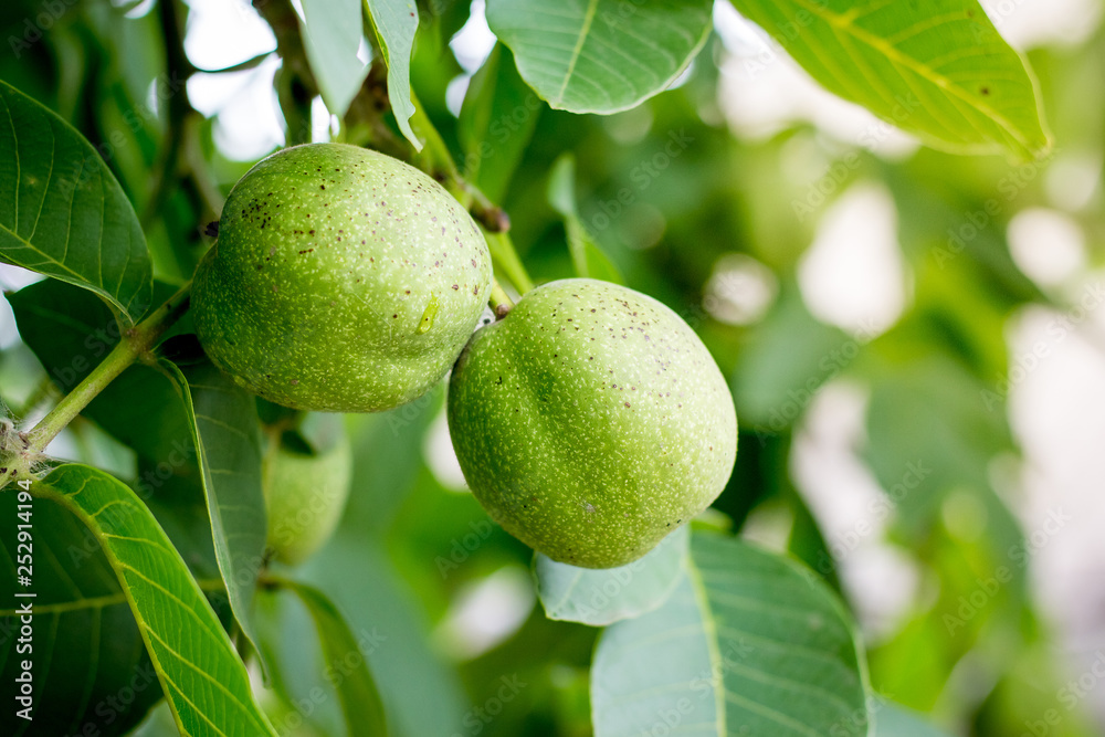 Green walnuts in a shell on a tree close-up_ Green walnuts in a shell on a tree close-up_