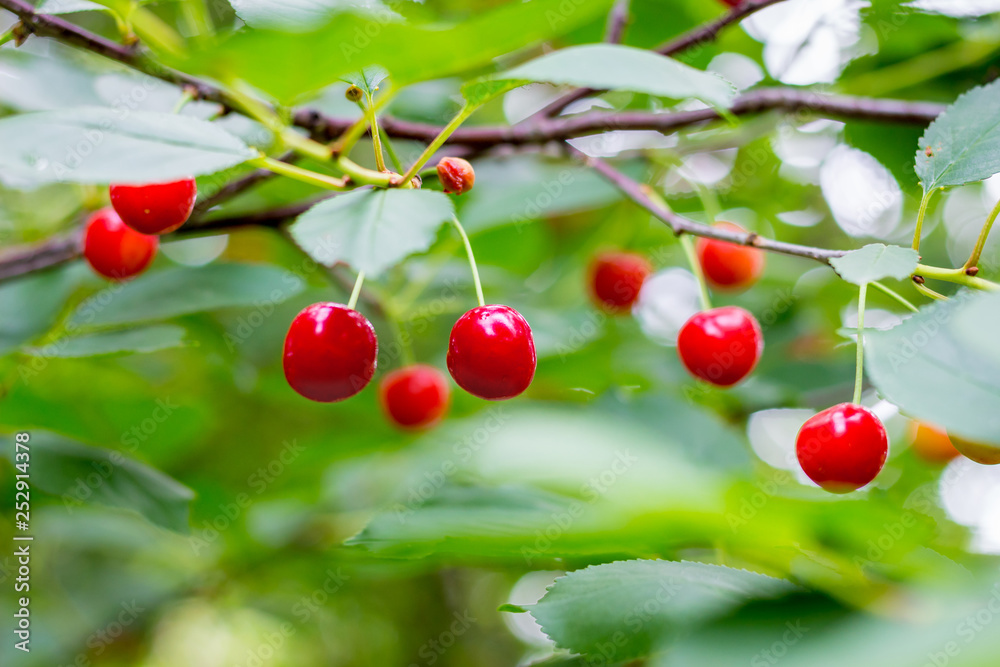 Red berries cherries on the branch of a tree_ Red berries cherries on the branch of a tree_