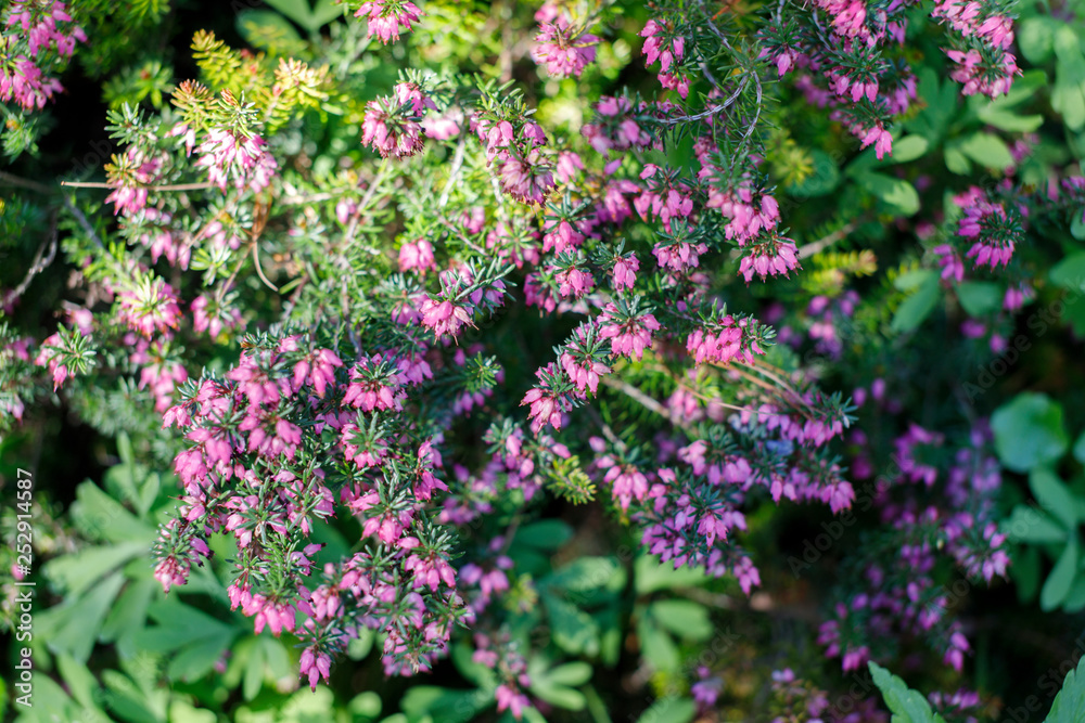 background image, blooming glades, repeating pattern, uniform flowers, yellow Mimosa-like, pink Heather-like background image, blooming glades, repeating pattern, uniform flowers, yellow Mimosa-like, pink Heather-like