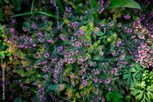 background image, blooming glades, repeating pattern, uniform flowers, yellow Mimosa-like, pink Heather-like