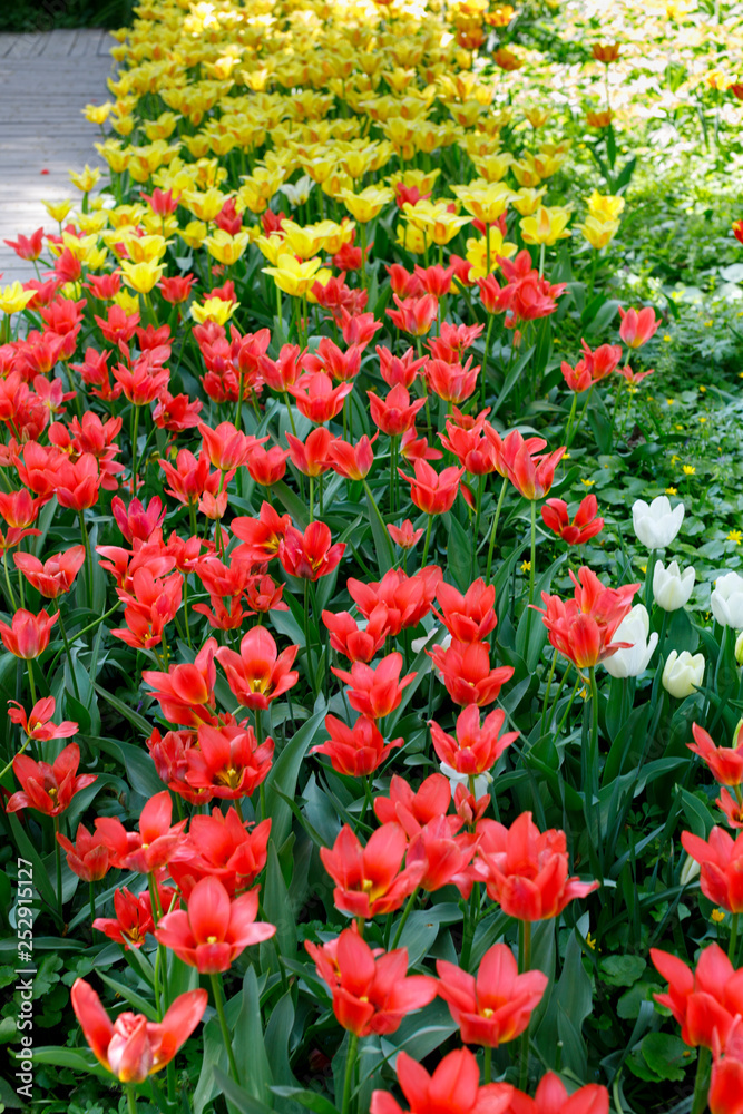 Flowers of red and yellow tulips on a green background, the image looks like a pattern