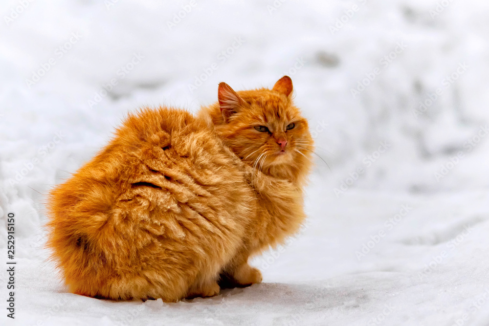 street homeless red cat sitting on the snow