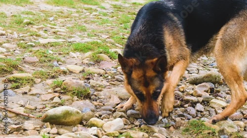 Tracking german shepherd dog
