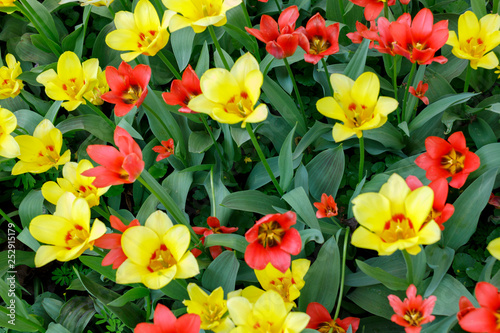 Flowers of red and yellow tulips on a green background  the image looks like a pattern