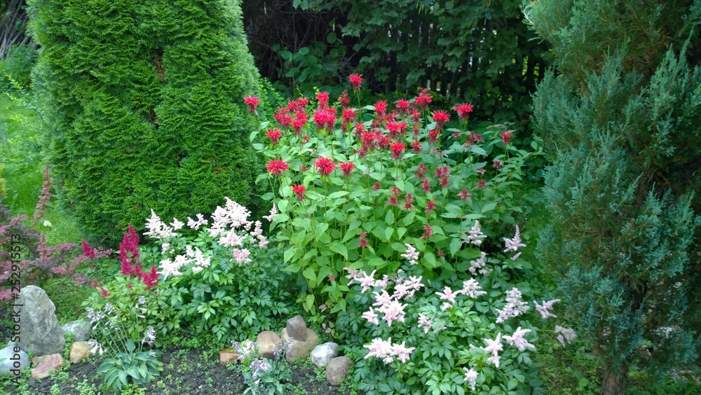 Fototapeta premium Garden 
