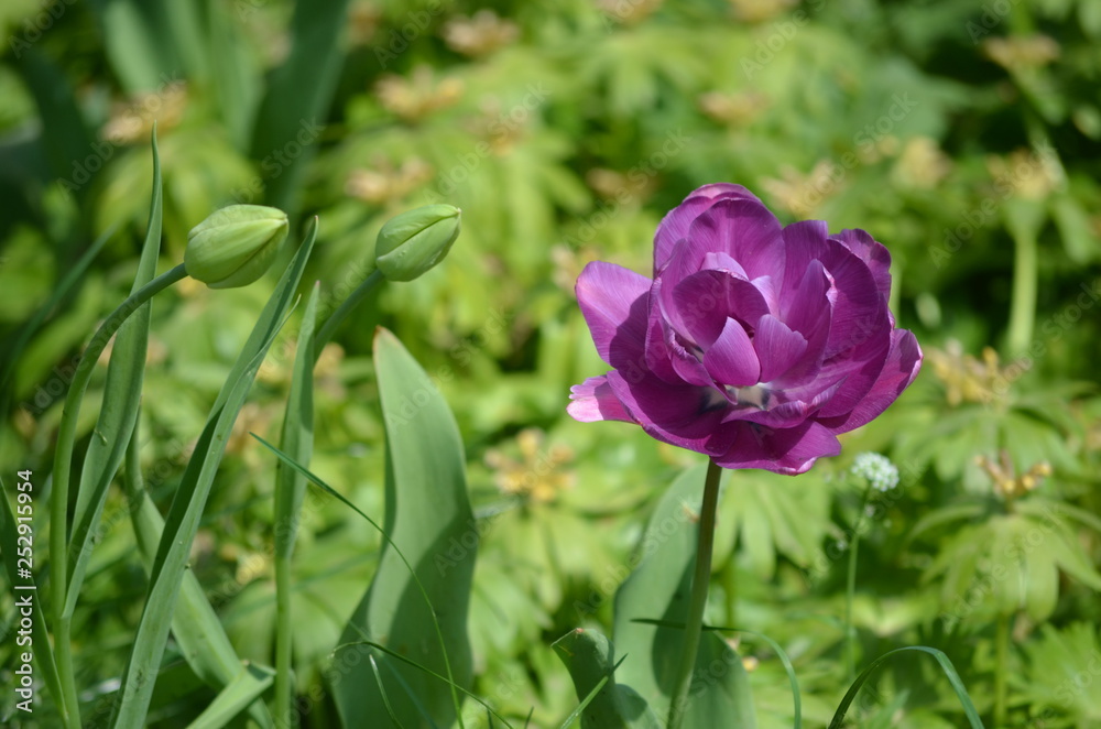 custom made wallpaper toronto digitalClose up of one purple tulip  flower in a garden in a sunny spring day with blurred green background and space for text