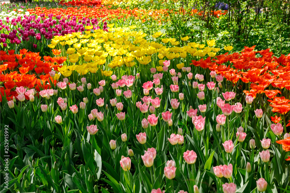 glades with many colorful flowers of tulips, all colors of the rainbow-red, yellow, pink, white, like multi-colored rivers, creating abstract paintings, beautiful background image and patterns