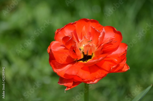 Close up of one delicate red tulip  in a garden in a sunny spring day with blurred green background 