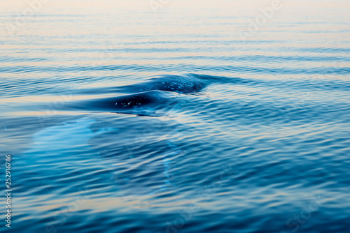 humpback whale  © Michael