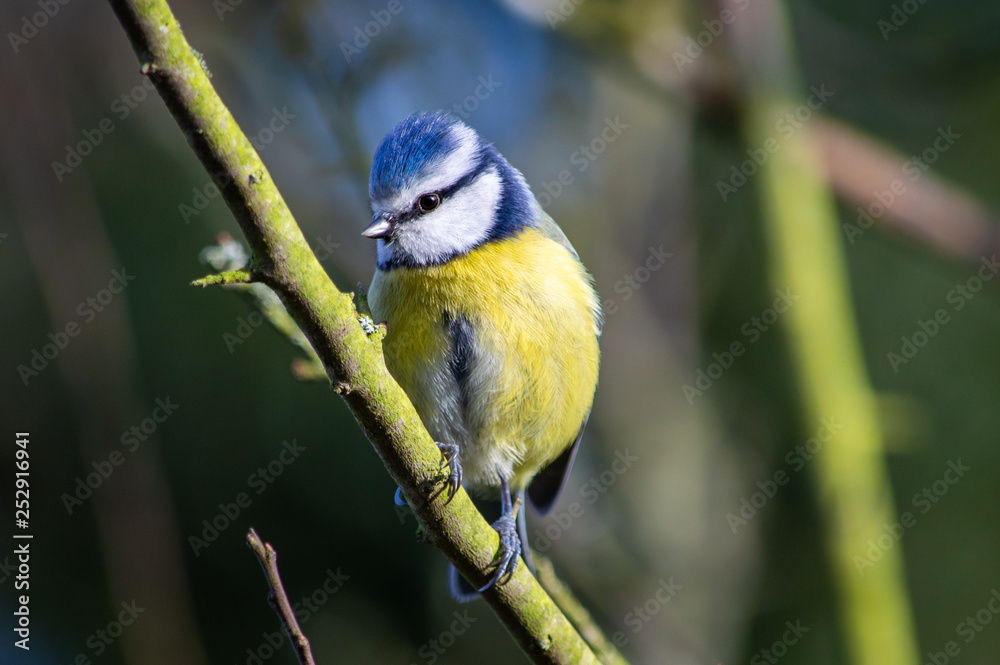 Fototapeta premium Blue Tit on a branch