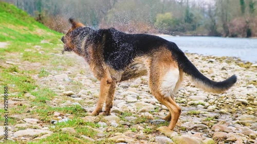 German Shepherd dog shakes water off