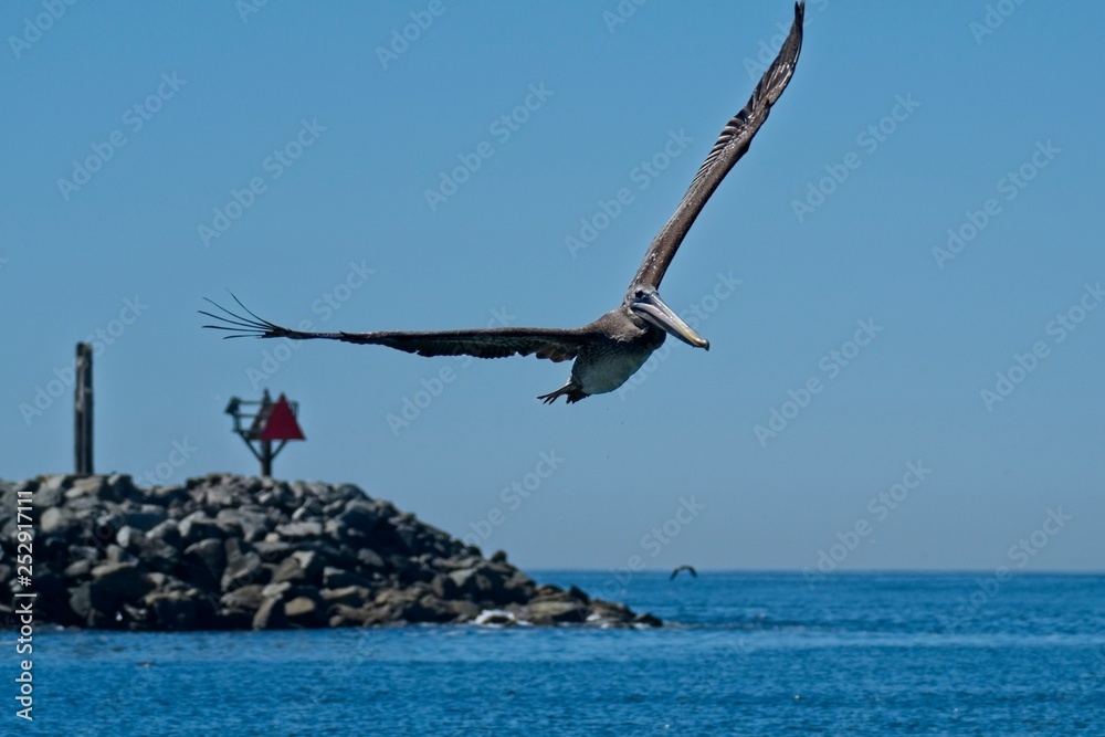 Obraz premium Pelican in flight