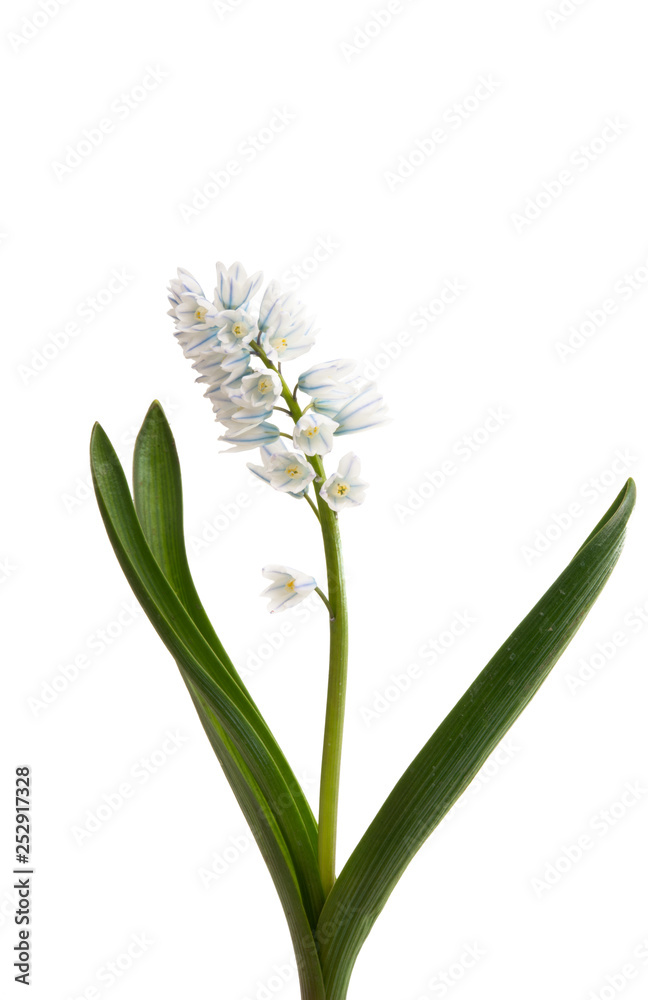 Fototapeta premium puschkinia isolated