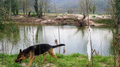 Rescue dog tracks near the river after the flood