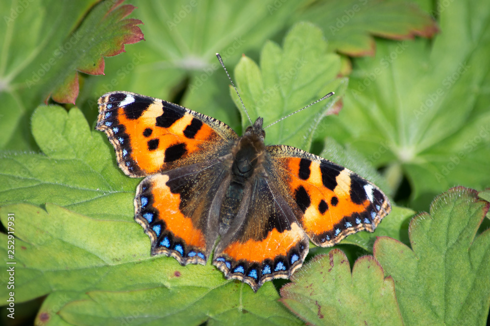 Small Tortoiseshell butterfly on green leaves Small Tortoiseshell butterfly on green leaves