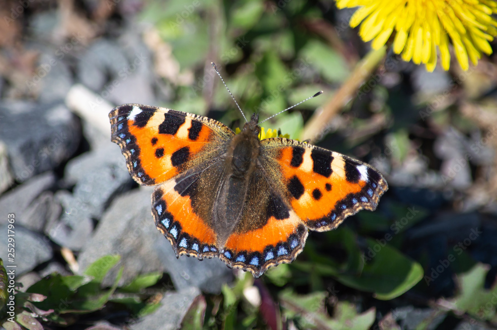 Small Tortoiseshell butterfly on a dandelion Small Tortoiseshell butterfly on a dandelion