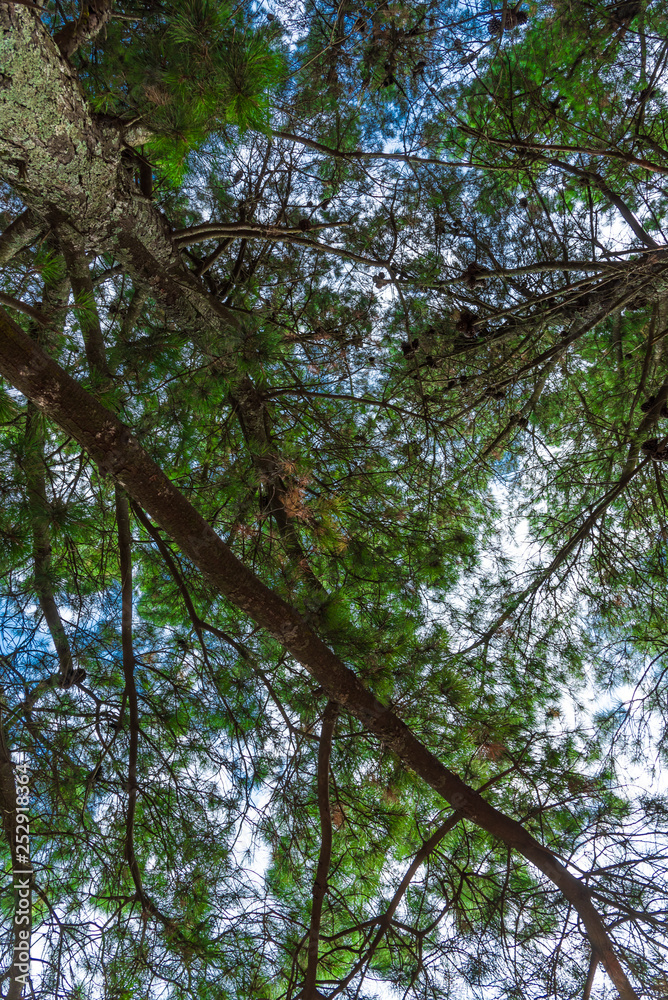 Fototapeta premium A tree from down side with a blue sky