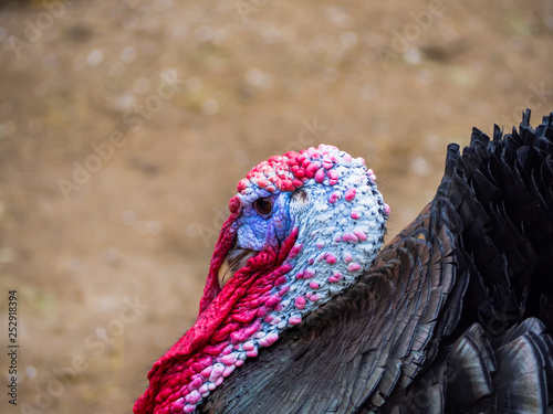 A turkey strutting on a farm