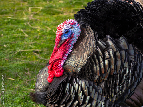 A turkey strutting on a farm