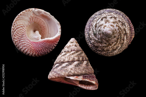 Trochus maculatus  photo