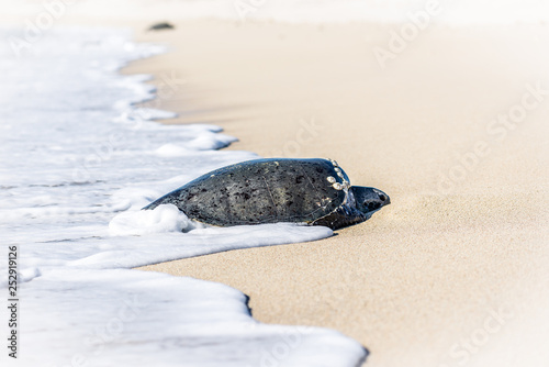 turtle beach 