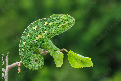 green chameleon