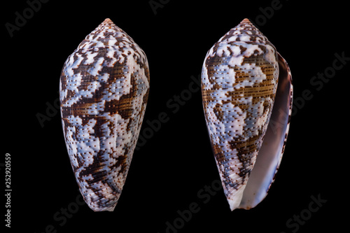 Conus achatinus photo
