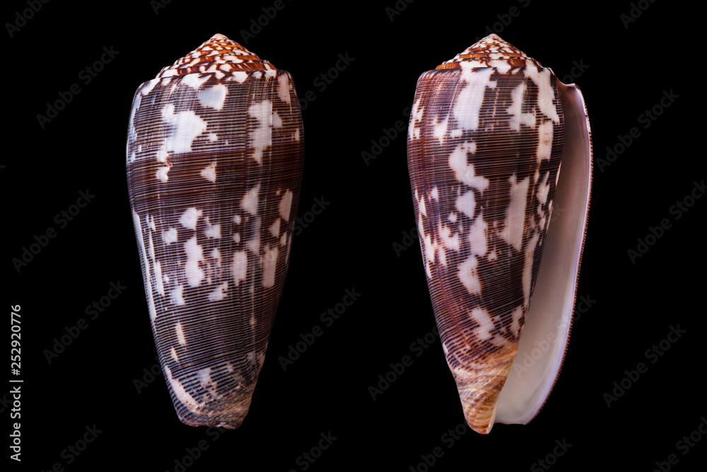Conus striatus Conus striatus