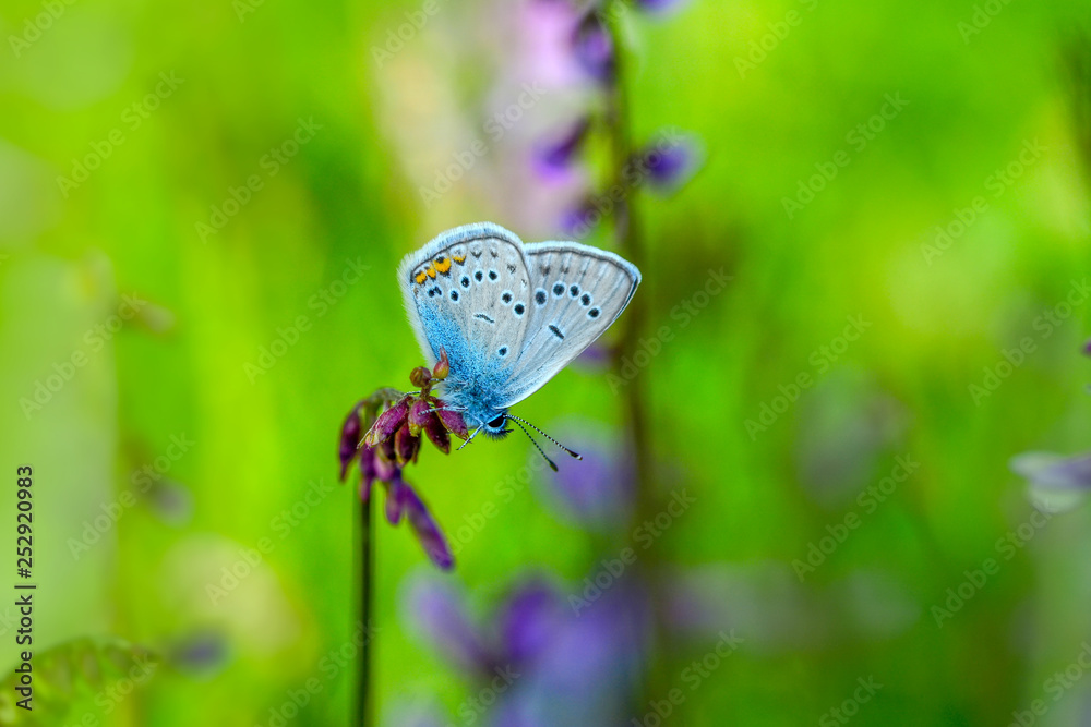 custom made wallpaper toronto digitalCloseup   beautiful butterfly sitting on flower.