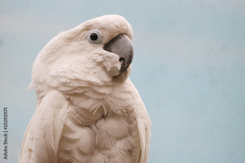 Head and breast of a white cockatoo (cacatua alba) in side view in front of a blue background