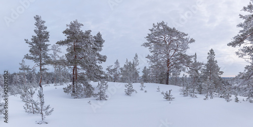 Fototapeta Naklejka Na Ścianę i Meble -  Panorama of Rarely standing trees covered with frost and snow