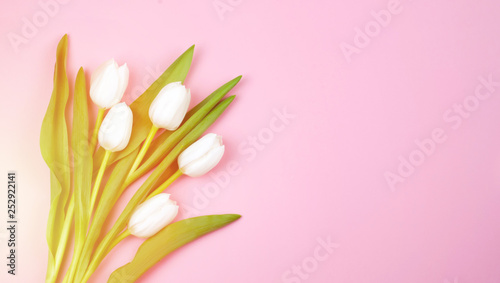 Delicate white tulips on pink background. Postcard