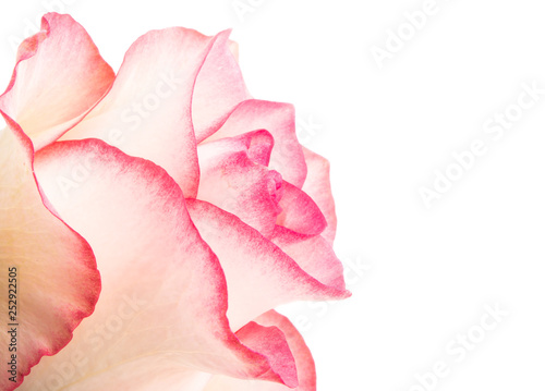 pink rose isolated