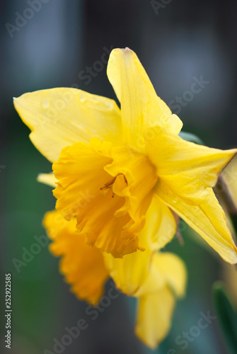 A closeup shot of a yellow daffodil flower blooming in early spring.