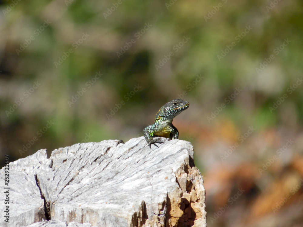 Naklejka premium Lizard sunbathing