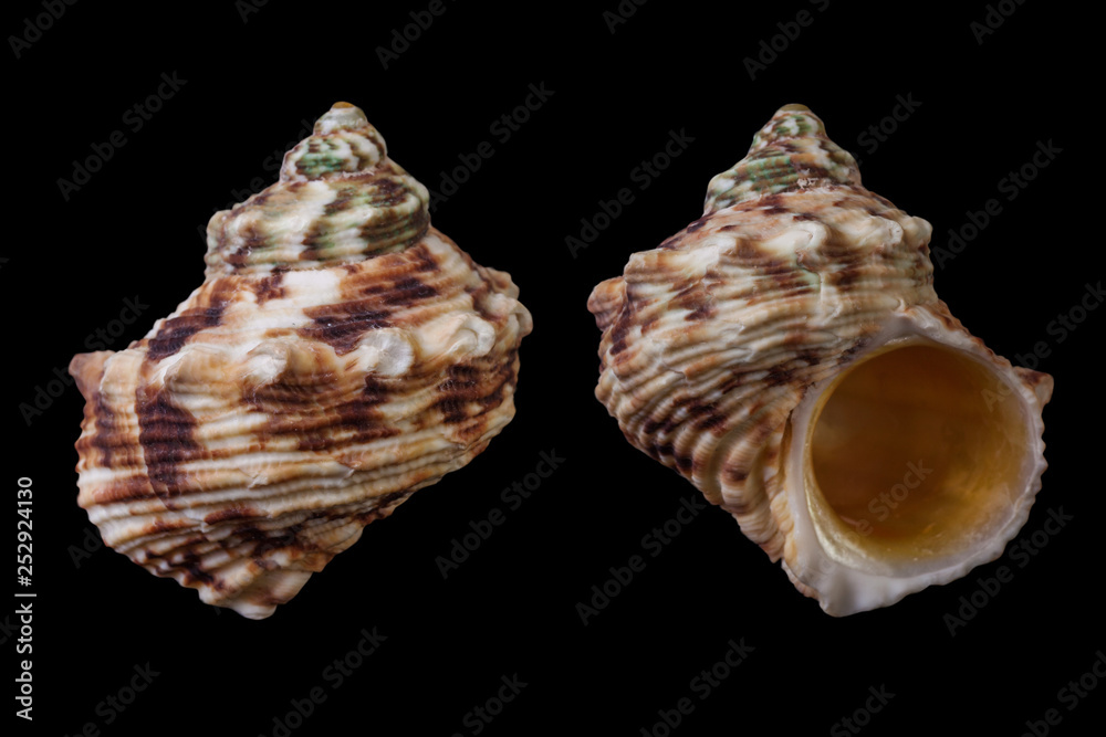 Obraz premium Turbo chrysostomus