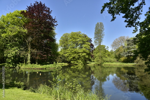 L'arbre au feuillage pourpre au bord de l'étang principal du domaine provincial de Rivierenhof à Anvers