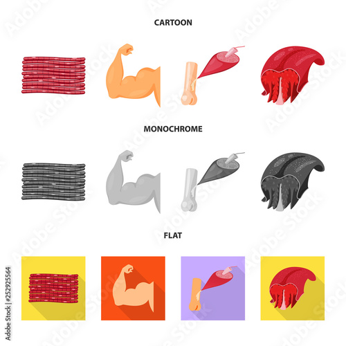 Isolated object of fiber and muscular icon. Set of fiber and body  stock symbol for web.