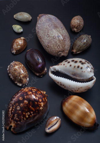 Cypraeidae family shells