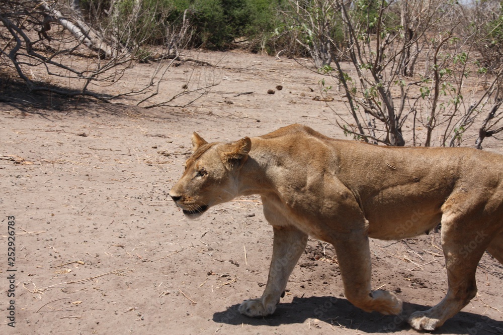 Obraz premium Löwe in Botswana