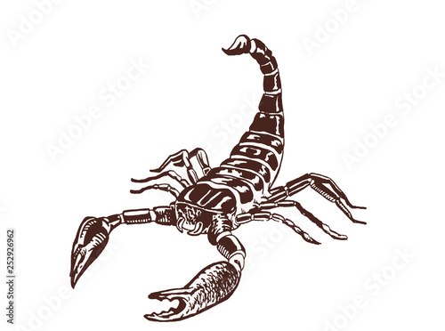 Graphical scorpion, vintage illustration,retro sketch