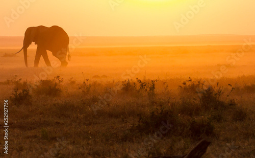 Elephant into the Dusk