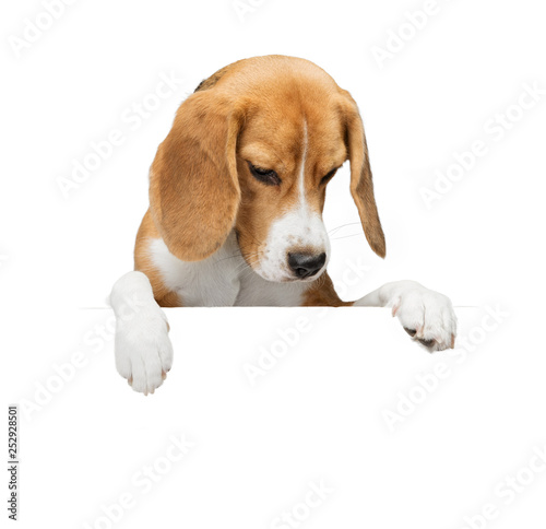 Funny red beagle dog holds with its paws a white banner or poster. The background is isolated. © kazantsevaov