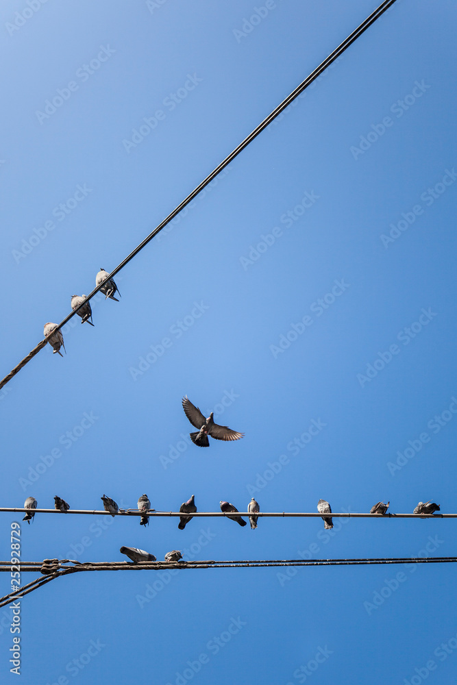 Flying doves at blue sky. Fliegende Tauben am blauen Himmel. Flying doves at blue sky. Fliegende Tauben am blauen Himmel.