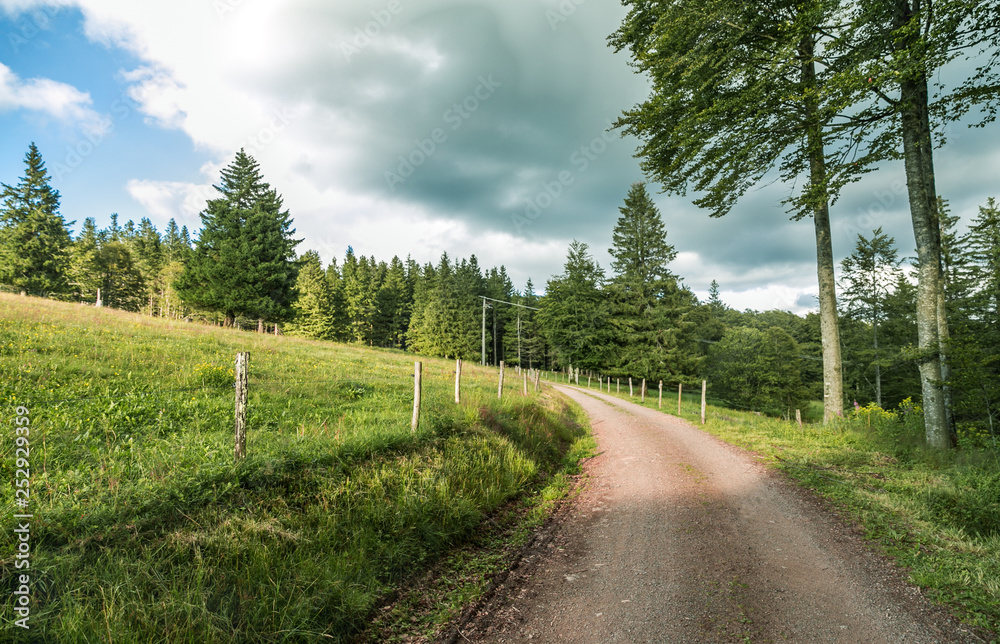 Fototapeta premium forest road