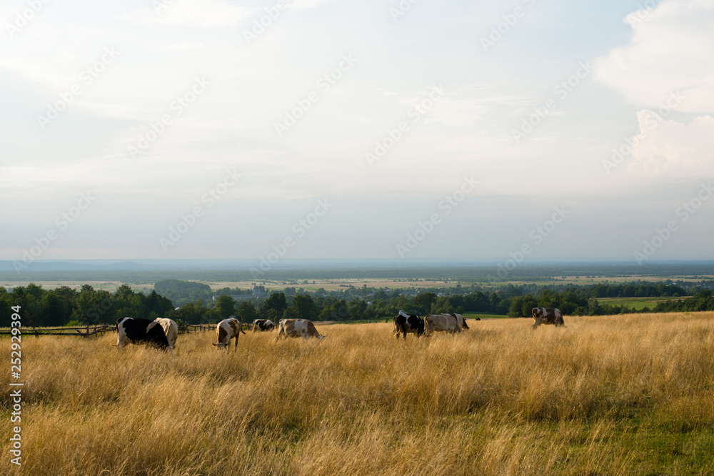 Herd of cows in the pasture