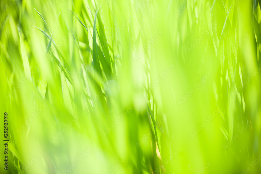 Green grass in the sunny day