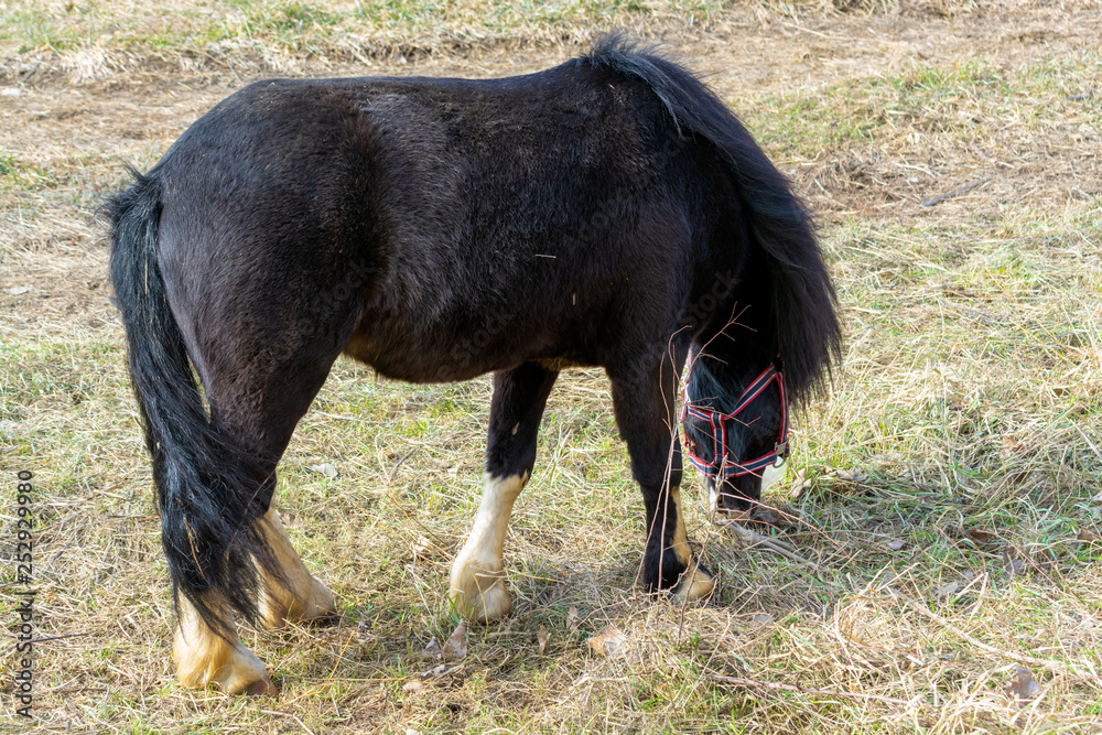 pony in winter standing in long dry grass pony in winter standing in long dry grass