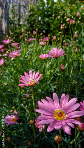 Margaritas lilas en el jardin